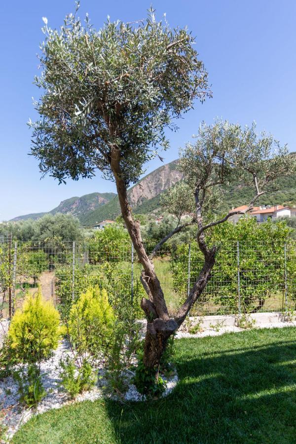 شقة Two Olive Trees بساثوبيرغوس المظهر الخارجي الصورة